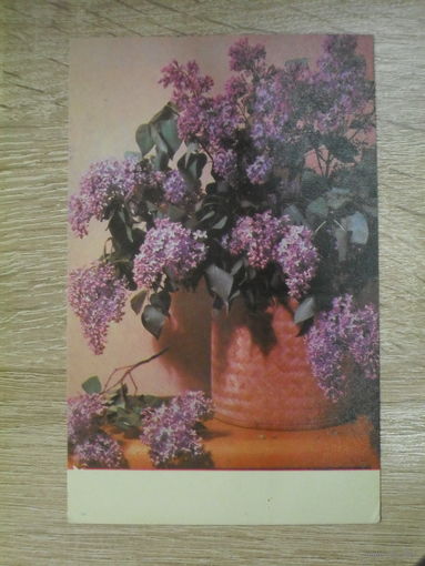 ПОДПИСАННАЯ ОТКРЫТКА СССР. "БУКЕТ СИРЕНИ". ФОТО. Е. МИХАЙЛОВА. 1968 ГОД.