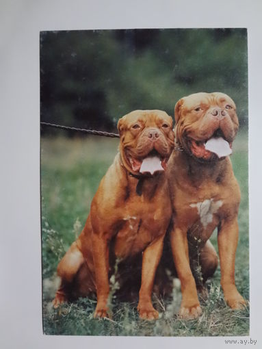 Календарик 2000 г. Белпочта. Услуги по ксерокопированию и коллективной факсимильной связи.