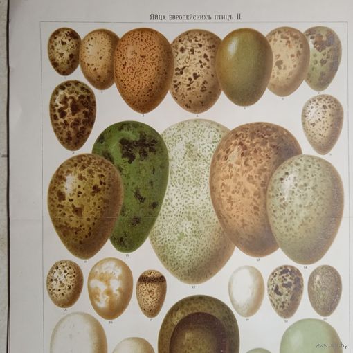 ЯЙЦА Европейскихъ птицъ.  2    ХРОМОЛИТОГРАФИЯ СПБ конец19в. 31х21см.