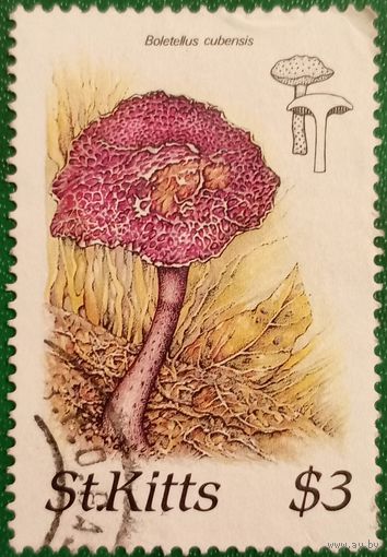 Остров Сент-Китс 1987. Грибы. Болеттелис Кубинский