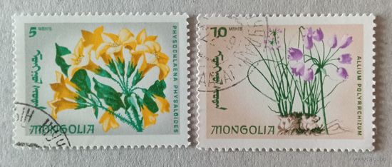 Цветы Монголии.