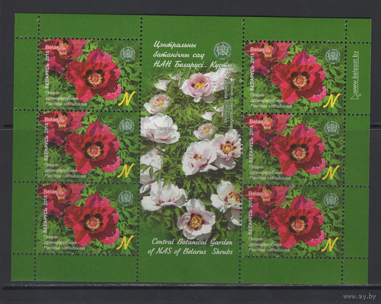 Флора кусты Беларусь 2015 Малый лист "Центральный ботанический сад."Пион древовидный"