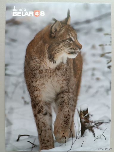 Серия "Планета "Беларусь". Рысь. Открытка, глянец, 2022