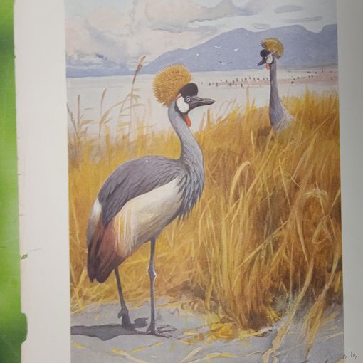 Павлиний журавль. Литография СПБ. Энциклопедическая гравюра конец 19века 25х17см. РАСПРОДАЖА КОЛЛЕКЦИИ.