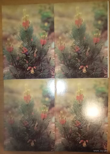 Открытки новогодние, чистые, двойные. Цена за одну