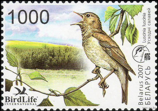 Птица года. Восточный соловей Беларусь 2007 год (688) серия из 1 марки