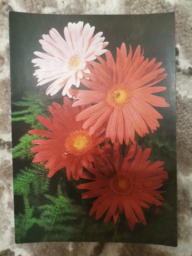 Открытка СССР чистая