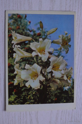 Игнатович Е.(фото), Белые лилии; 1963, чистая.