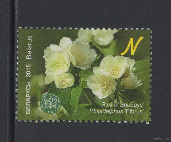 Флора кусты Беларусь 2015  "Центральный ботанический сад."Чубушник "Эльбрус"