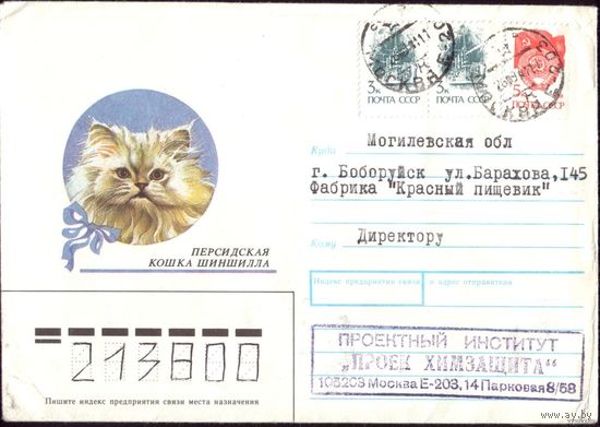 1990 год Шиншилла 2