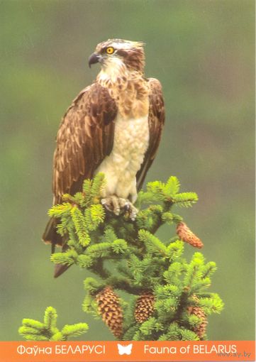 Фауна Беларуси: скопа, тираж 4000 экз., чистая, 2016