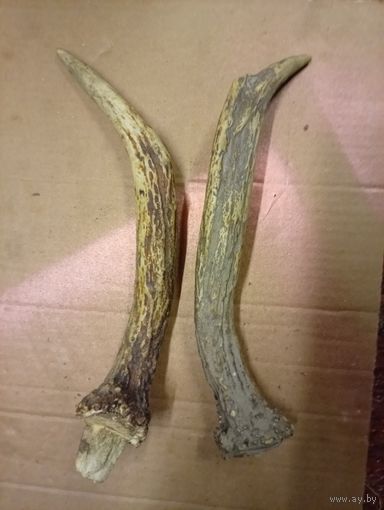 Рога молодого "оленя и косули"!