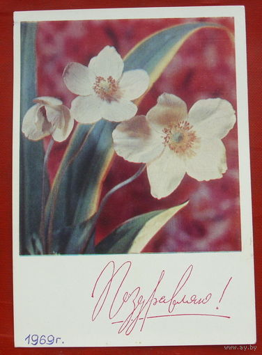 Поздравляю! Подписанная. 1969 года. Фото Дергилева. 833.