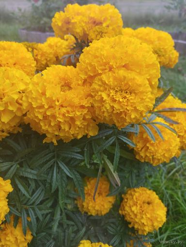 Семена бархатцев