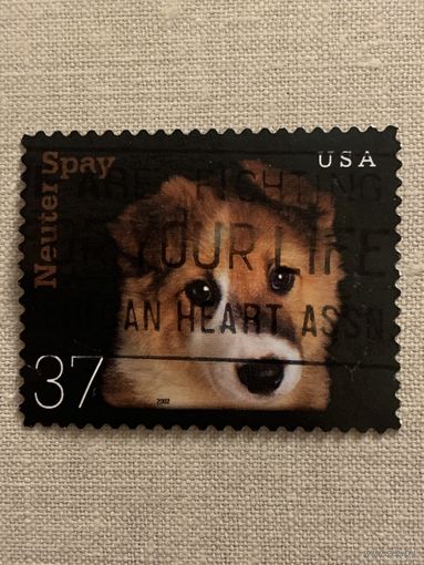 США. Домашние животные. Neuter Spay