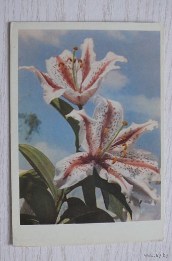 Игнатович Е.(фото), Лилии; 1962, чистая.