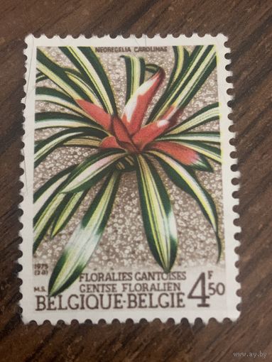 Бельгия 1975. Neoregelia Carolinae. Марка из серии
