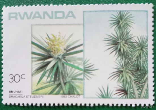 Руанда 1983. Флора. Dracaena Steudneri