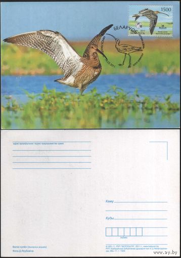 Почтовая карточка с гашеной маркой !первый день! Большой кроншнеп 2011 год. Беларусь