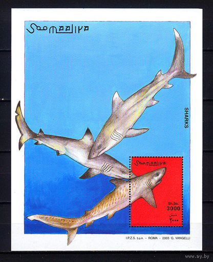 2003 Сомали. Акулы