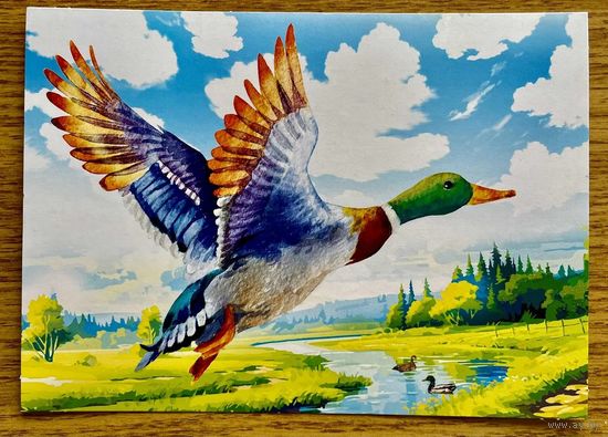 Открытка для посткроссинга "Природа России: Птицы. Кряква" 11,5 х 15,8 см.