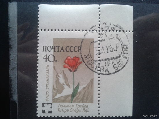 1960, Тюльпан Грейга, угол