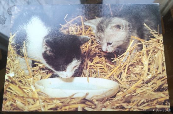 Германия Коты