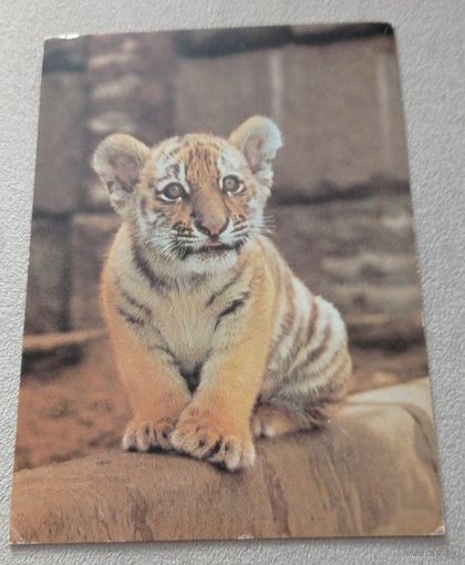 Тигрёнок амурский, чистая. Издательство "Планета"