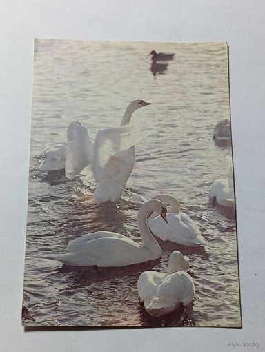 Карманный календарик  . Животные . 1992 года .