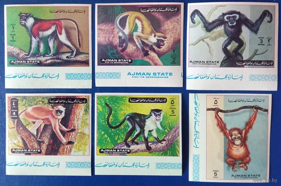 Аджман. Обезьяны.