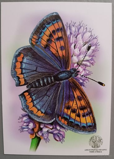 Бабочка. Открытка