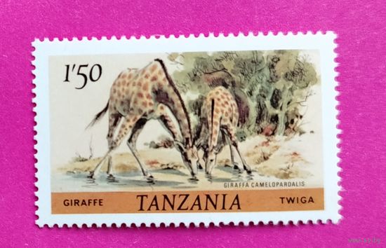 Танзания. Фауна. Жирафы. ( 1 марка ) 1980 года. 6-10.