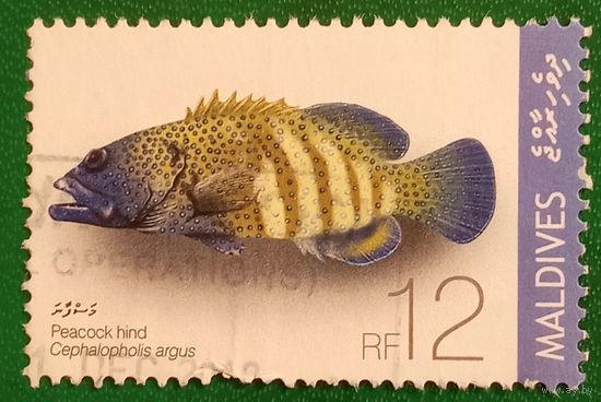 Мальдивские острова 2009. Рыбы. Павлинья Гаррупа