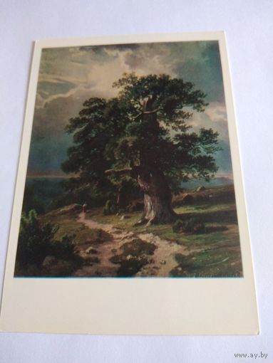 Открытка. И. Шишкин. Дубы. Этюд.