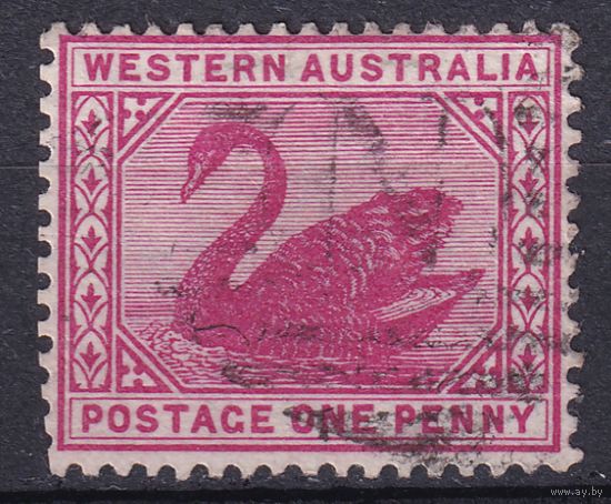 154а.Aust. Великобритания. Австралийские штаты. Западная Австралия. Чёрный лебедь. Стандарт. 1898 г. 1p. Mi.#44.
