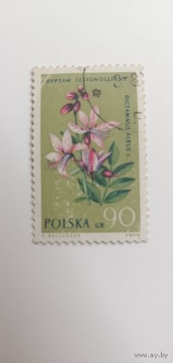 Польша 1962. Цветы под защитой