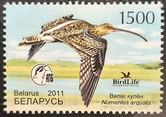 Беларусь 2011. Птицы года. Большой кулик