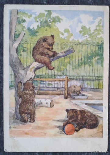 Масленникова И. На площадке молодняка. Медведи. 1956 г. Подписана