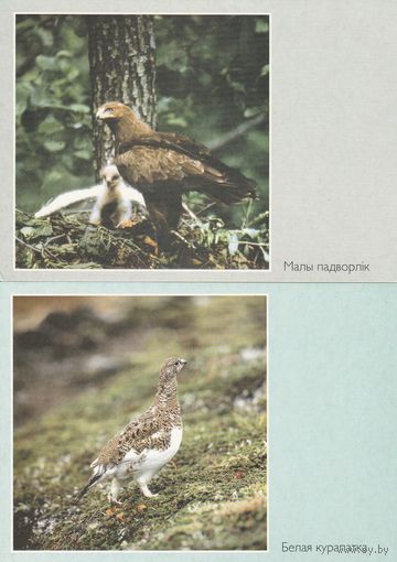 Беларусь 2000 ДМПК Птицы (4 шт. комплект) (к5)