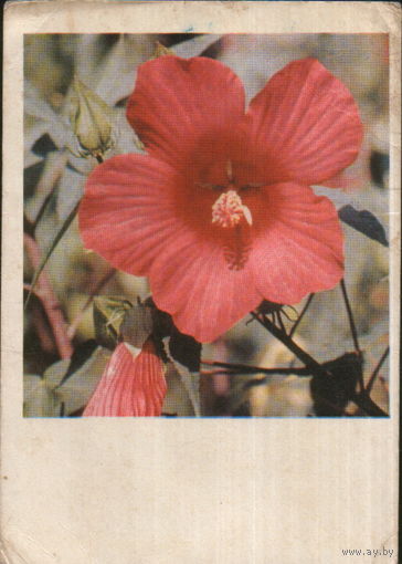 Подписанная открытка 1968г. "Гибискус" фото Л. Раскин