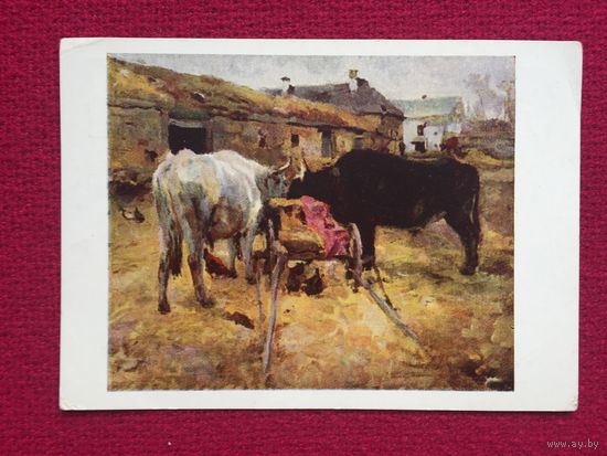 Волы. Серов 1955 г. Чистая.