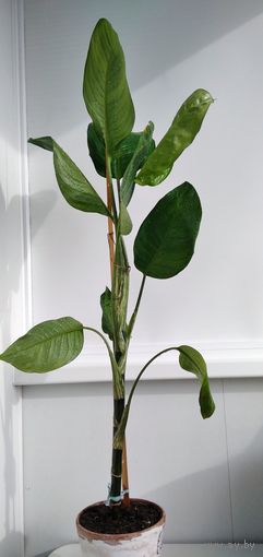 Диффенбахия.