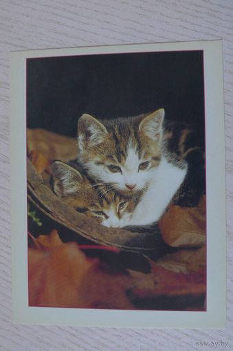 Котята; ~1990-е, чистая, МФЦП, Беларусь.