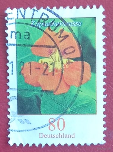 Германия, 2019 г., флора, Настурция