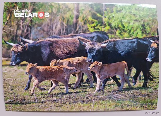 Серия "Планета Беларусь". Туроподобный скот. Открытка, глянец
