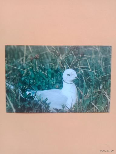 Открытка Чайка 1988