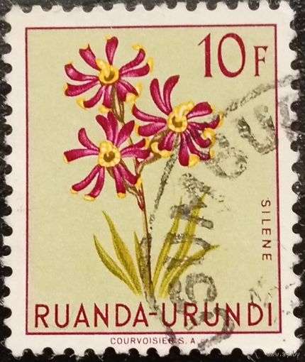 Руанда. Флора. Цветы. Silene