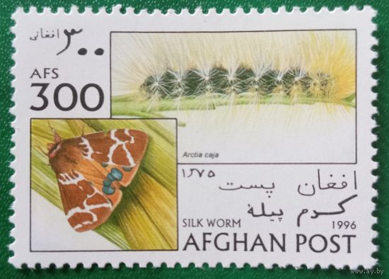 Афганистан 1996. Фауна. Мотылёк. Silk Worm