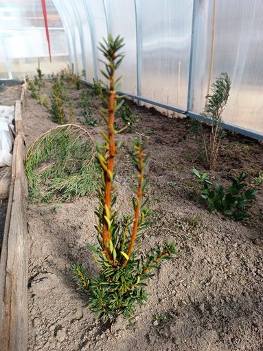 Тис ягодный 10-12 см ростки саженцы рассада