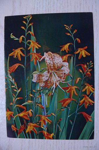Костенко Г., Композиция из цветов, 1985, чистая.